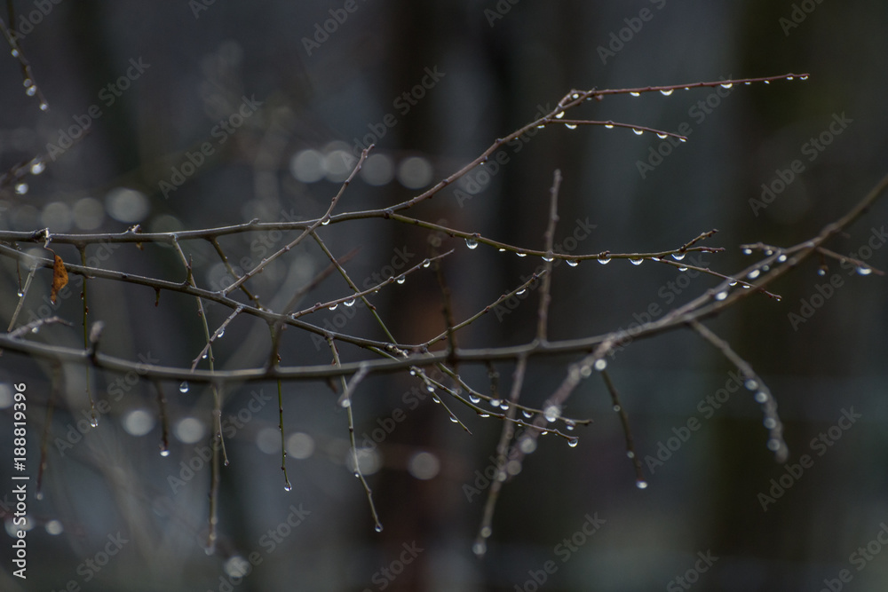Raindrops on the tree in cold winter early morning Raindrops on the tree in cold winter early morning