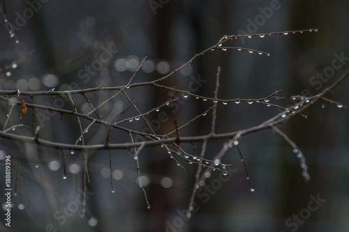 Raindrops on the tree in cold winter early morning