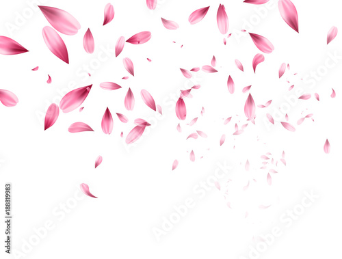 Pink sakura falling petals background. Vector illustration