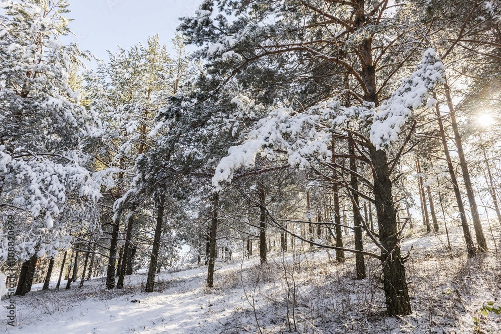 snow wood forest trees. magical snow forest snow wood forest trees. magical snow forest