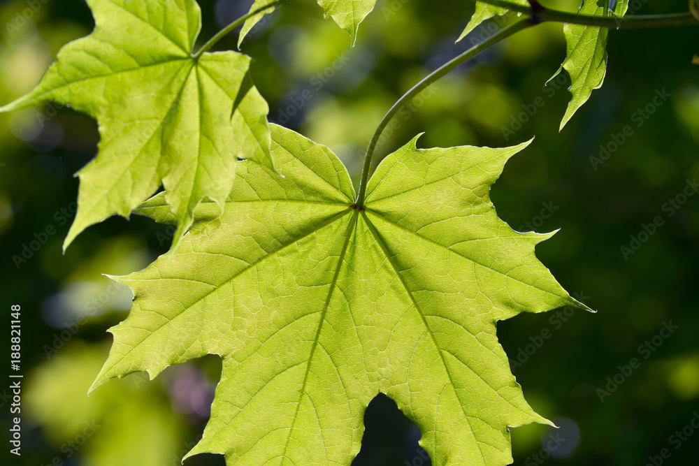 Close up of green maple leaf in sunlight, leaf texture. Close up of green maple leaf in sunlight, leaf texture.