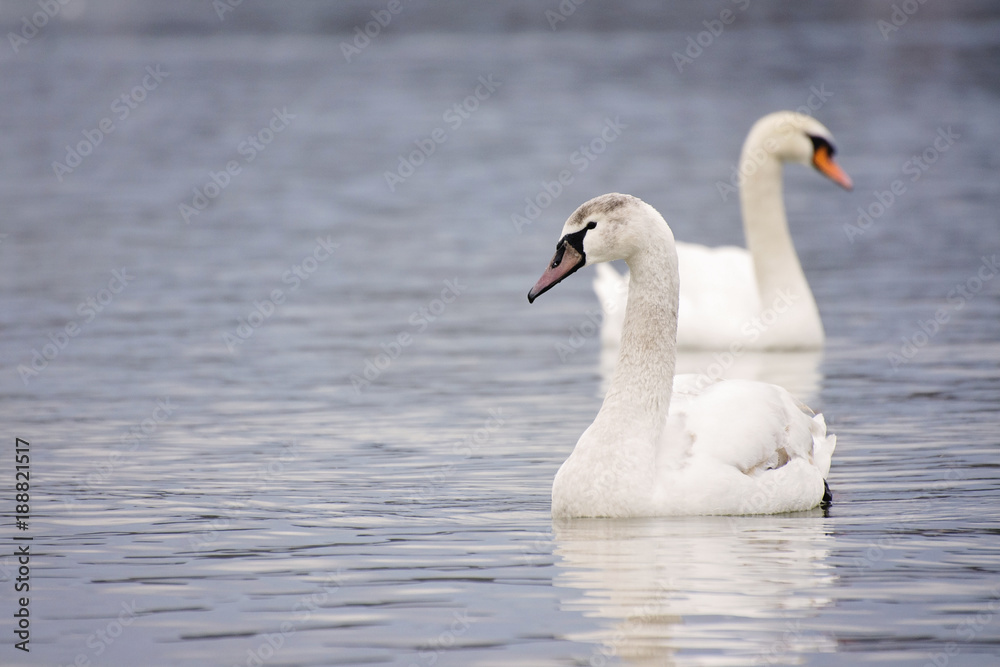 Swans in the water Swans in the water