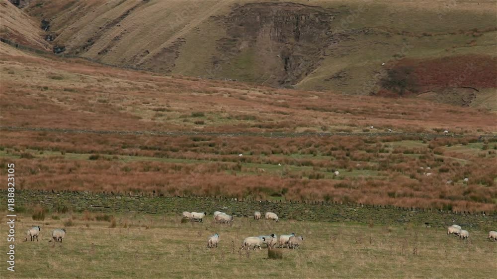 Sheep Walking On Moor; Naden Lower Reservoir; A680, Wolstenholme, Lancashire Sheep Walking On Moor; Naden Lower Reservoir; A680, Wolstenholme, Lancashire