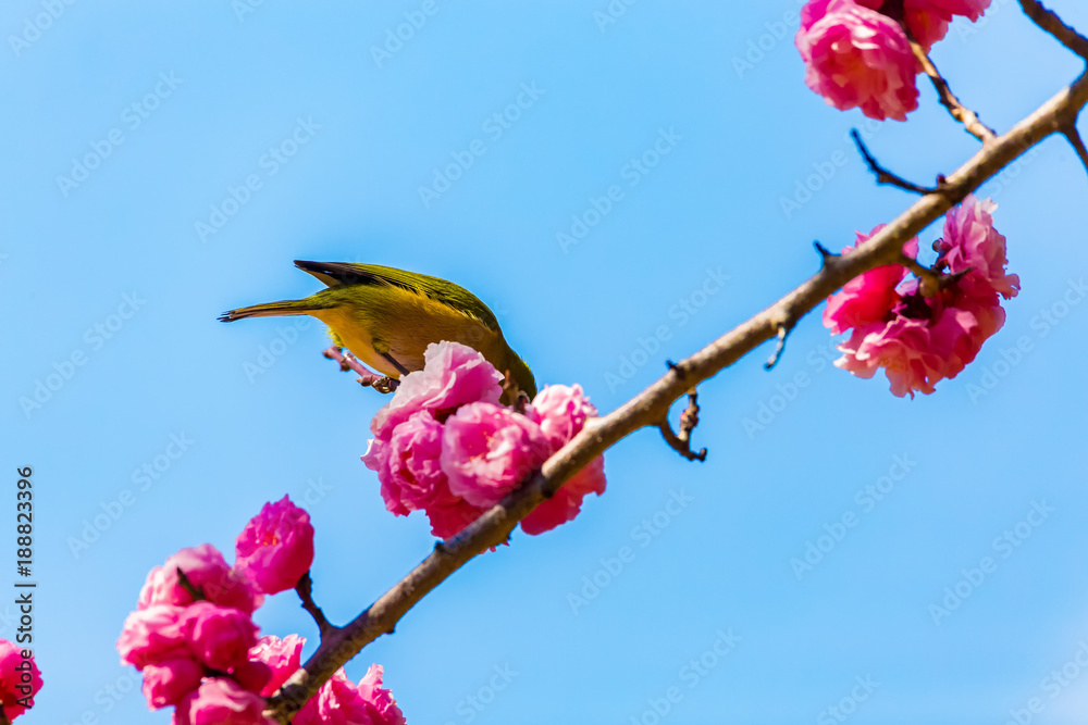 The Japanese White-eye.The foreground is red plum blossoms. Located in Tokyo Prefecture Japan. The Japanese White-eye.The foreground is red plum blossoms. Located in Tokyo Prefecture Japan.