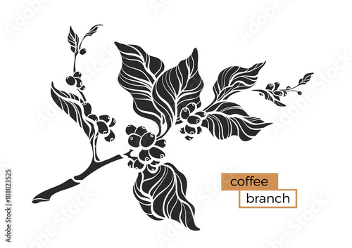 Coffee branch with leaves and beans.
