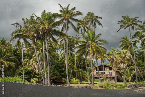 huge palm trees on the beach of black sand in the Hawaiian Islands © Oleksandr Umanskyi