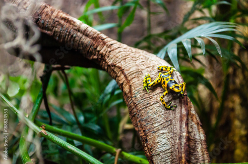 Dendrobates leucomelas (Yellow-headed Poison Frog)