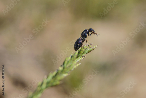 Ant go high on a grass thread © yos21