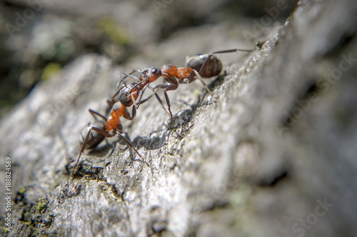 Two ants fight, kiss on a tree in a daylight