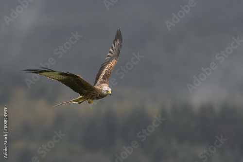 Red Kite Milvus milvus in flight © Karen Miller