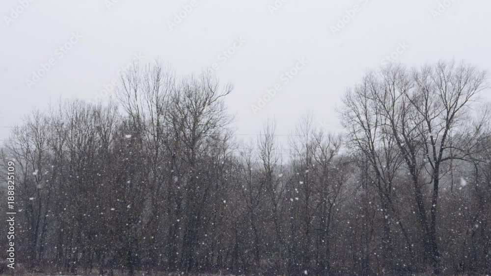 Beautiful winter forest background. Heavy Snow Falling against trees. Woods nature. Romantic wonderland. Beautiful environment. Beautiful winter forest background. Heavy Snow Falling against trees. Woods nature. Romantic wonderland. Beautiful environment.