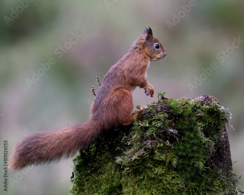 Canvastavla Wet Red Squirrel (Sciurus vulgaris) perched on moss covered log