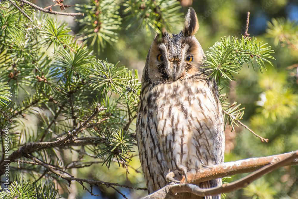 Obraz premium Long eared owl on the tree