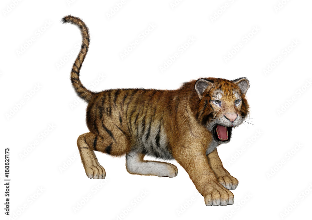 Obraz premium 3D Rendering Big Cat Tiger on White