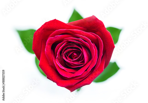Beautiful red rose in the shape of heart for Valentine   s Day Isolated on white background