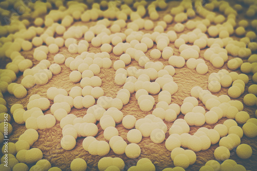 Obraz na plátně Staphylococcus aureus cells