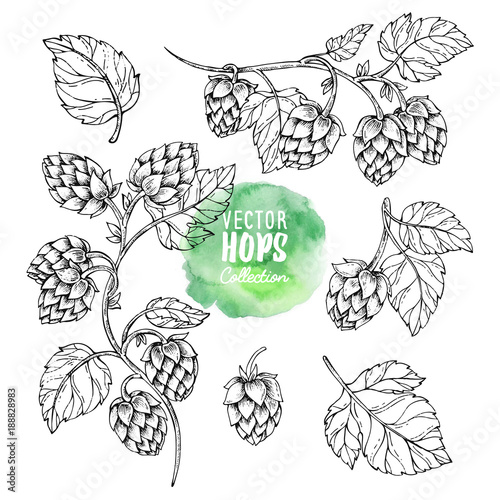 Sketches of hop plant. Hops vector set. Humulus lupulus illustration for packing, pattern, beer illustration. photo