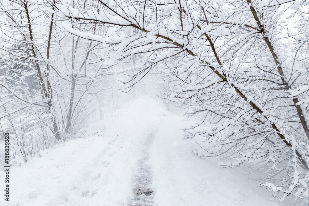 Obraz premium Fantasy winter forest path covered with dense snow.
