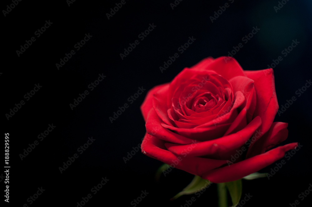 A single red rose highlighted against a black background A single red rose highlighted against a black background