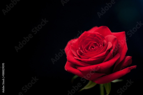 A single red rose highlighted against a black background
