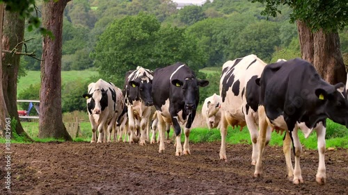 Holstein Friesian Cows Walking To Milking Shed; Dairy Herd; Biddulph Hall Farm, Biddulph, Staffordshire