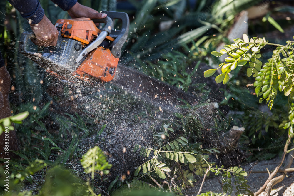 Man cuts tree felling tree with chainsaw, To work without security. Man cuts tree felling tree with chainsaw, To work without security.