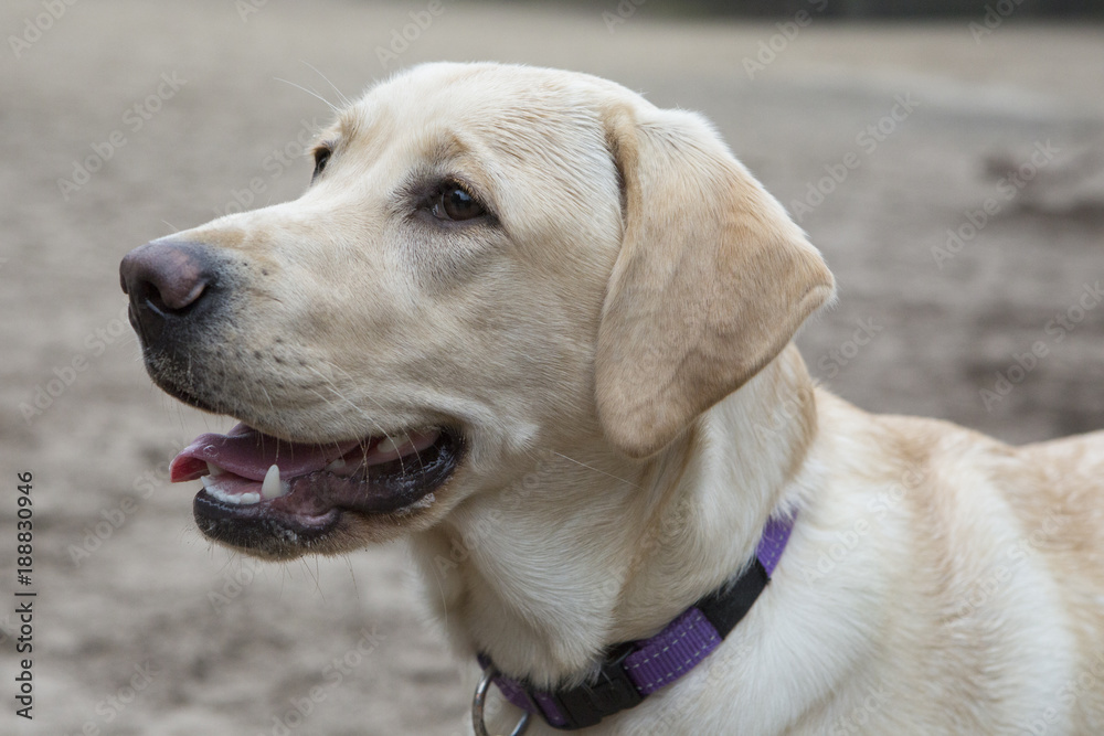 Drie sledehonden trekken de kar