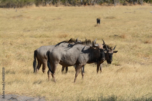 Wildebeest in africa