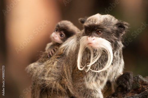 Photography A bearded emperor tamarin carrying a baby on its back