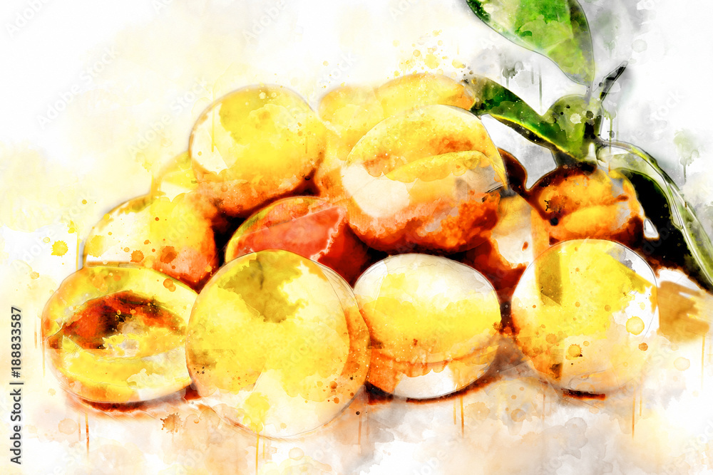Watercolor Illustration Apricots Watercolor Illustration Apricots