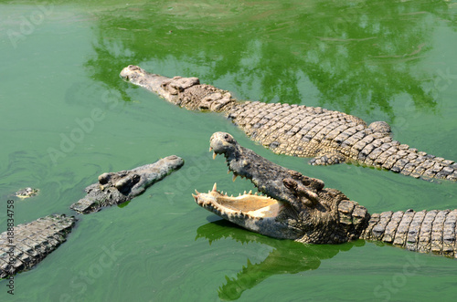 Crocodile (alligator-like reptile) on dark water surface.