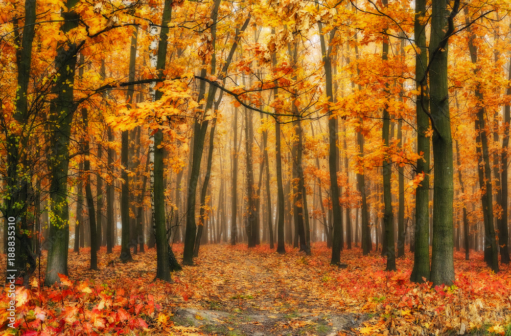 Fototapeta premium autumn forest. a picturesque foggy morning in an autumn forest