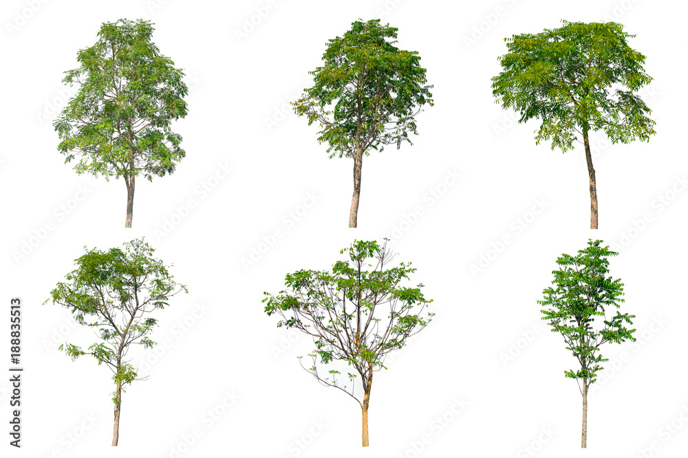 Tree collection set isolated on white background. Tree collection set isolated on white background.