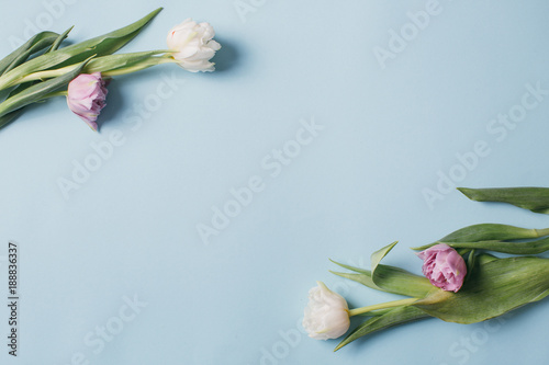 Fototapeta Naklejka Na Ścianę i Meble -  Mother's Day Composition: Violet and white tulips and a gift boxes on a blue background. Top view.Flat lay.