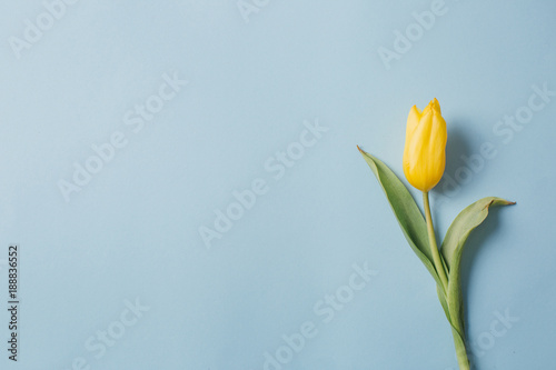 Yellow lonely tulip on a blue background  top view. Copy space.