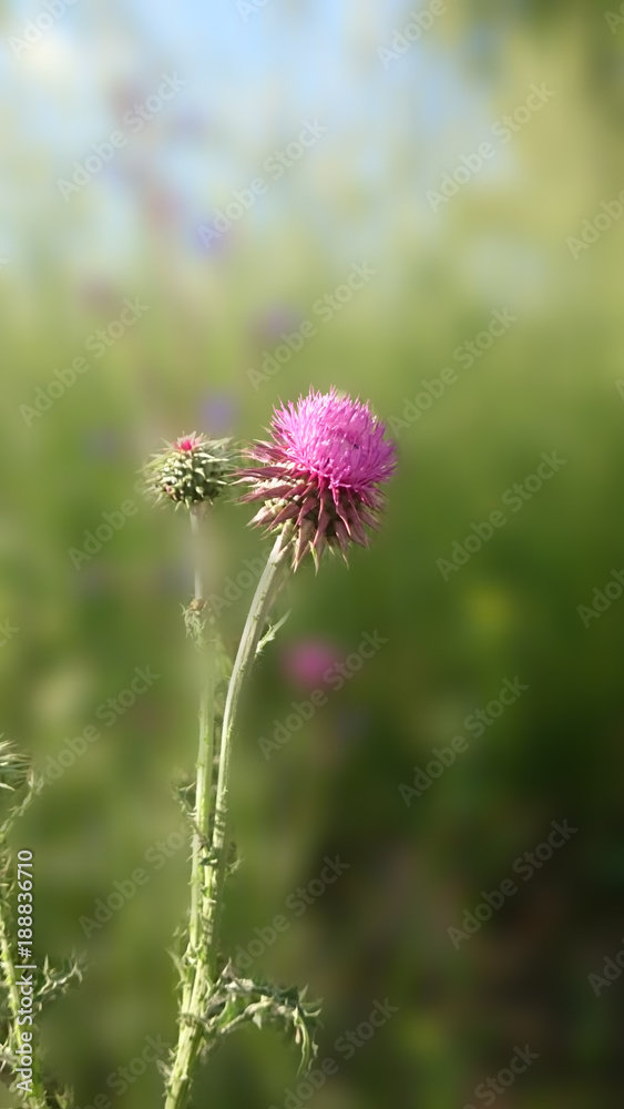 Thistle Thistle