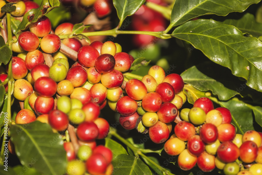 Café de Colombia. Café de Colombia.