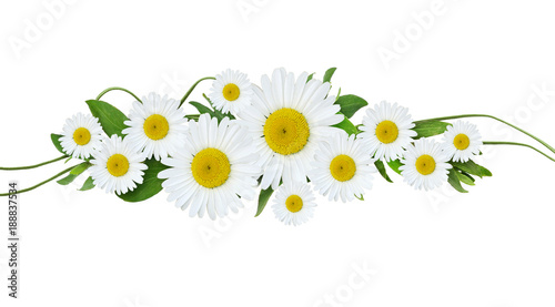 Daisy flowers and green gra...
