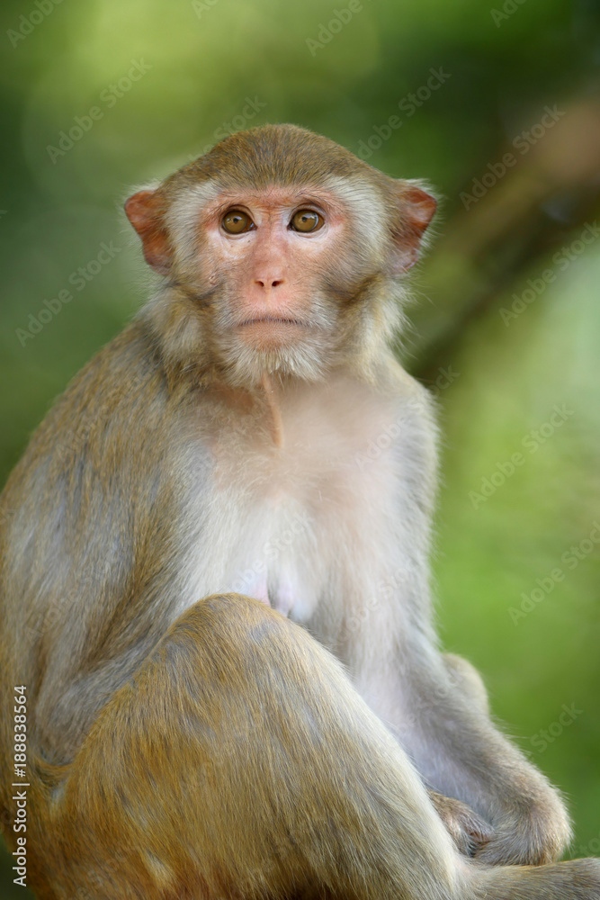 Rhesus macaque, Rhesus monkey (Macaca mulatta) at Wat Tham Pha Mak Ho Temple, Thailand. Rhesus macaque, Rhesus monkey (Macaca mulatta) at Wat Tham Pha Mak Ho Temple, Thailand.