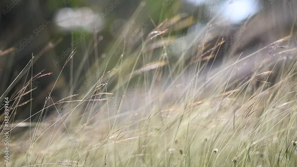 grass flower In the meadow grass flower In the meadow