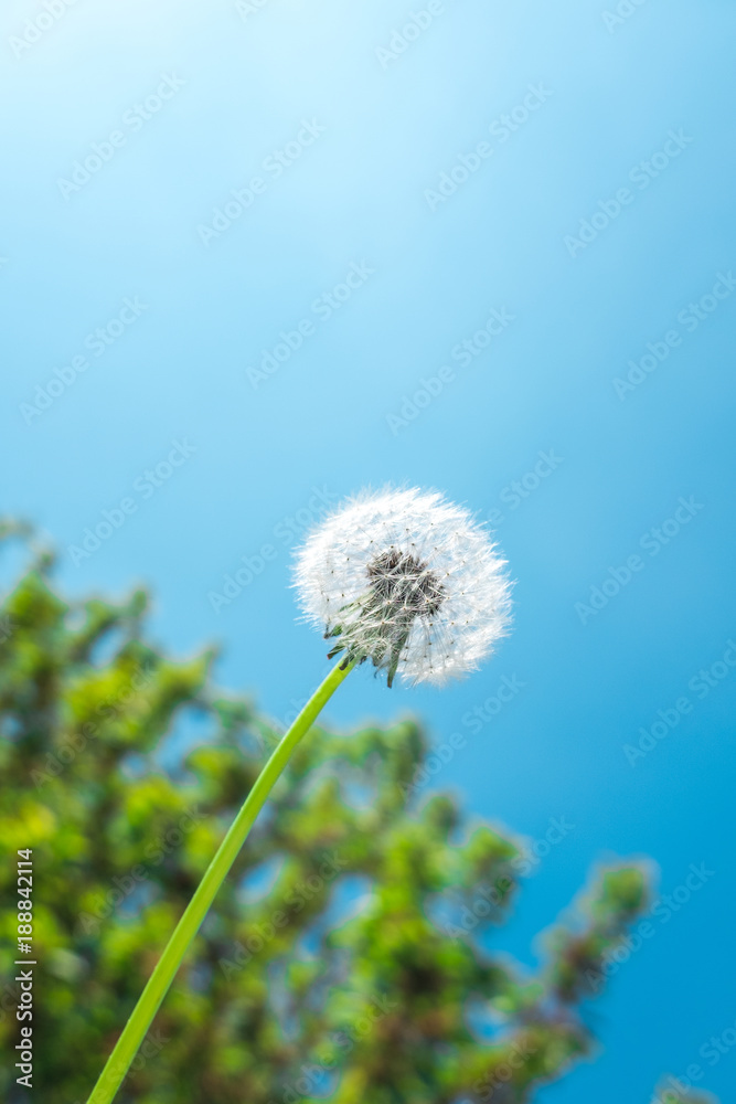 Dandelion seed head in front of tree and blue sky Dandelion seed head in front of tree and blue sky