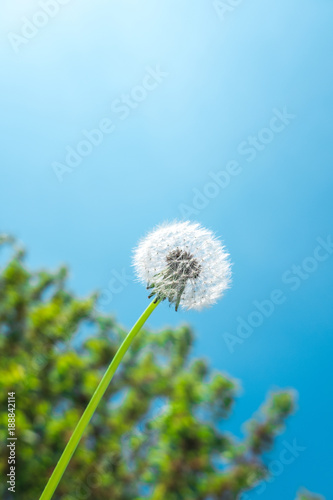 Fototapeta Naklejka Na Ścianę i Meble -  Dandelion seed head in front of tree and blue sky