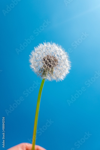 Hand holding a dandelion seed head against blue sky