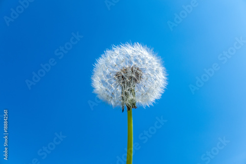 Dandelion seed head against blue sky with copy space