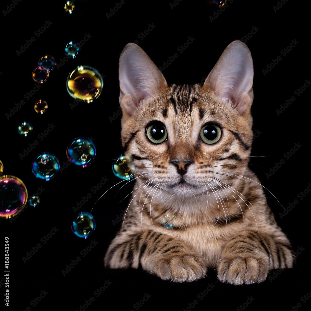  Benkal Katzenkind mit SEifenblasen - schwarzer Hintergrund Stock Photo 