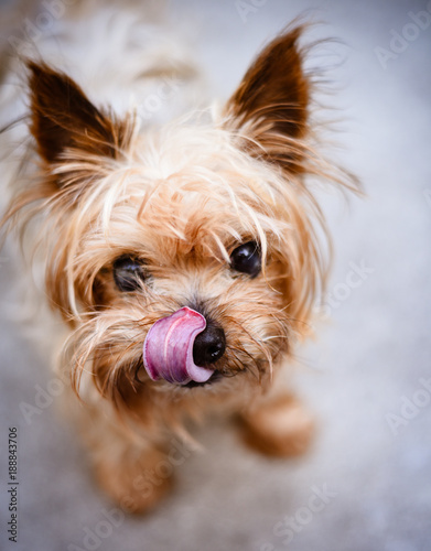 a cute old yorkshire terrier