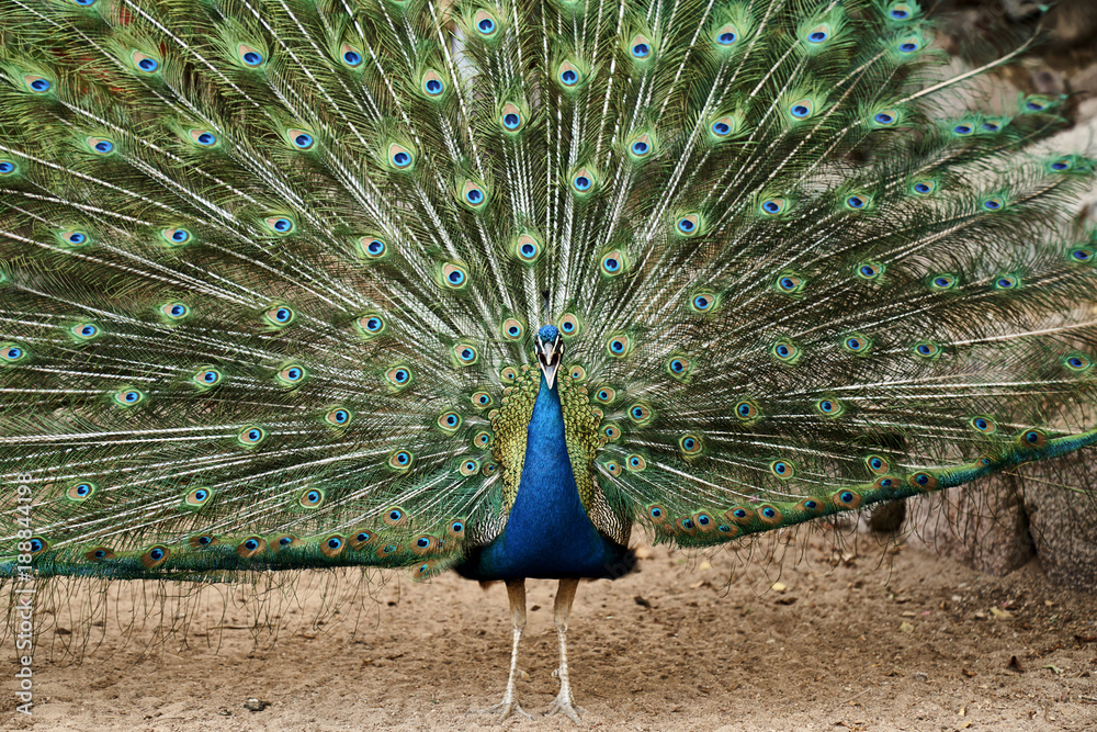 Obraz premium Israel-Impressionen - Pfau am Delphinstrand