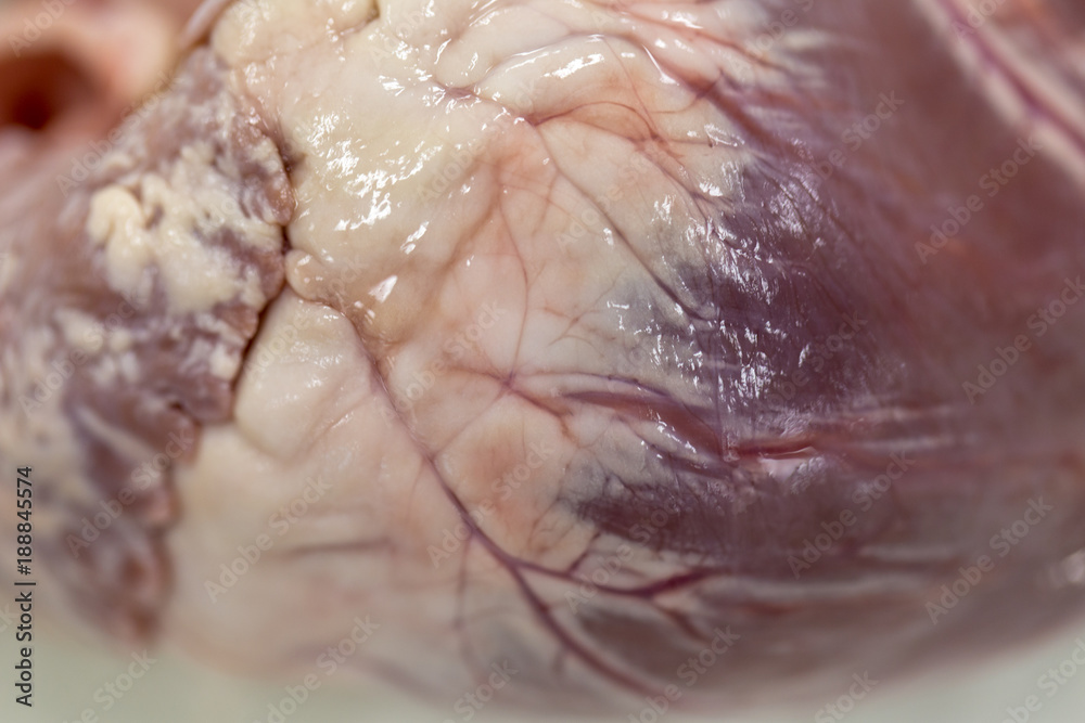 Fototapeta premium Structure heart of the pig for classroom education.