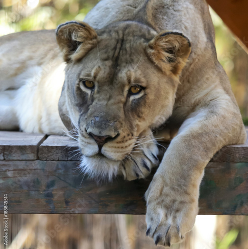 A Portrait of a Female Lion Lounging in a Zoo