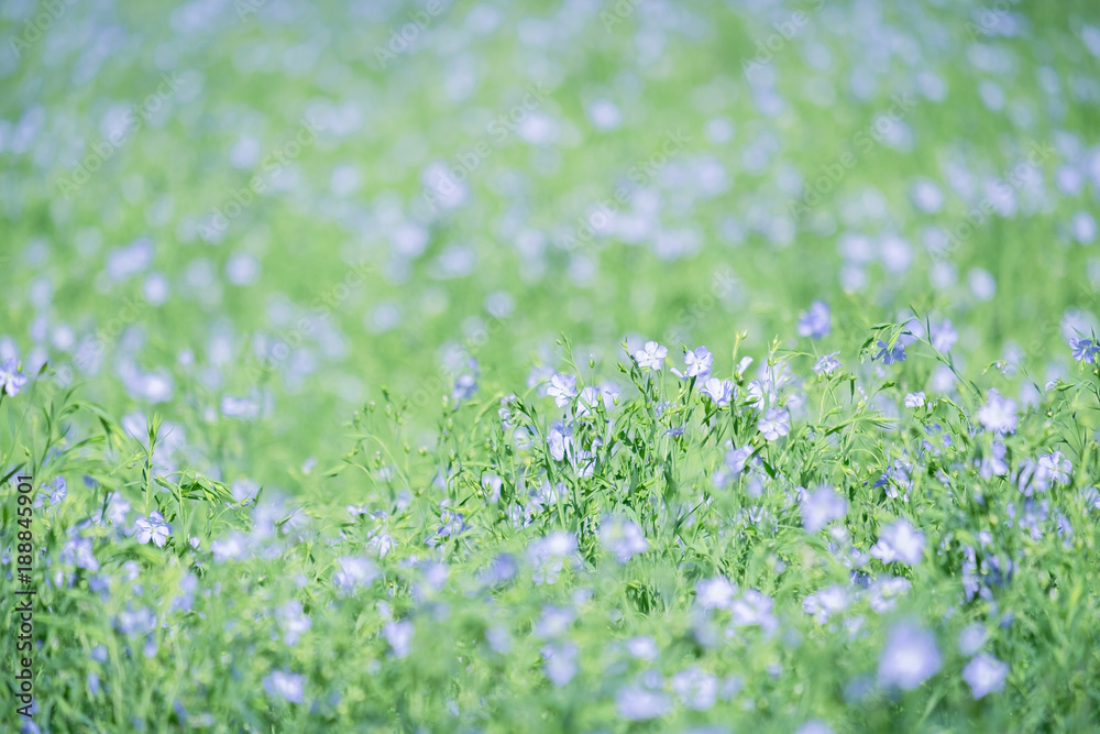 Blue blooming flower in the spring in the garden with bokeh nature background.